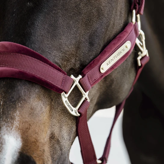 Kentucky Horsewear Velvet Halter Bordeaux - Image 3