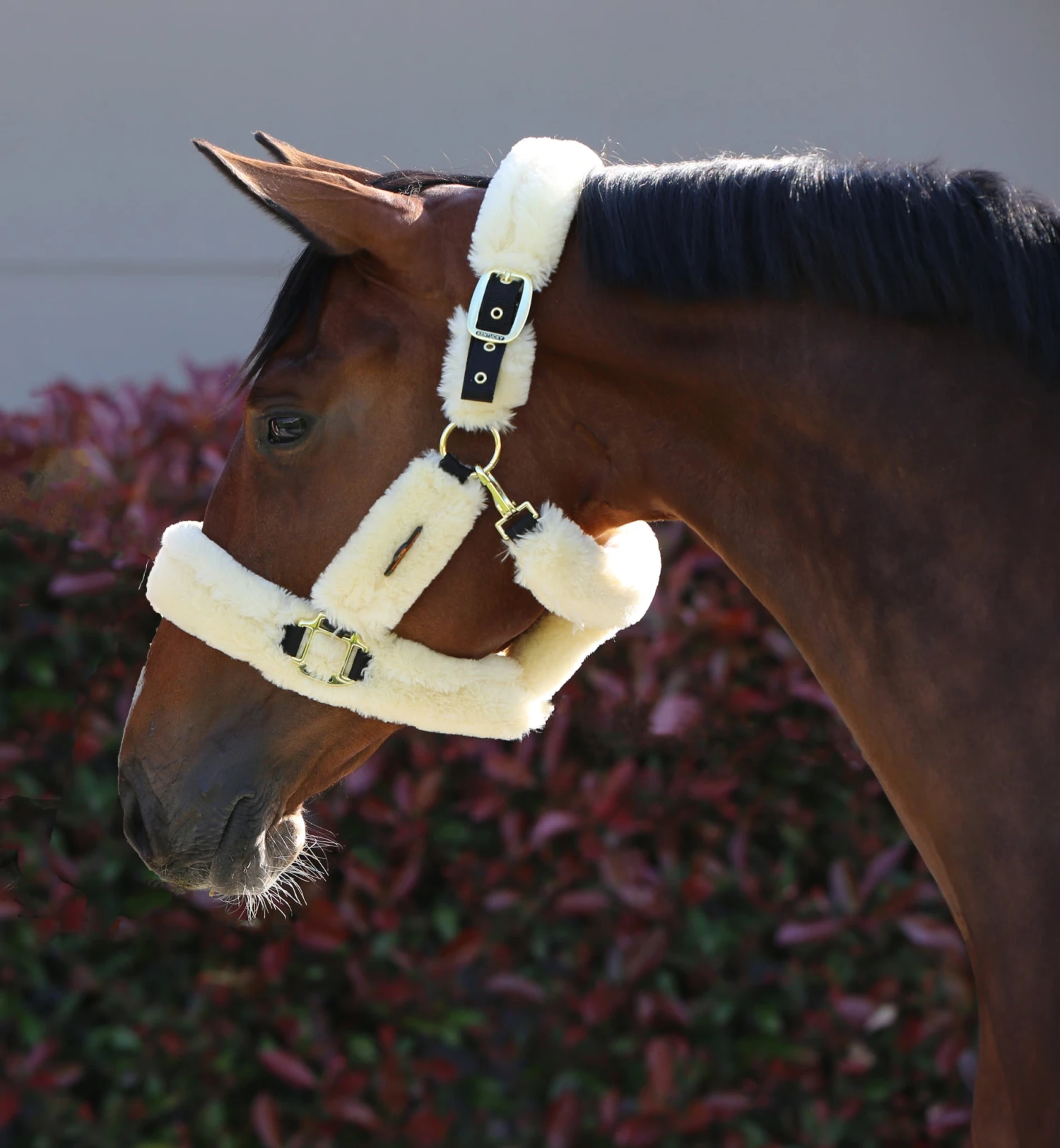 Kentucky Sheepskin Shipping Halter Natural - Image 5