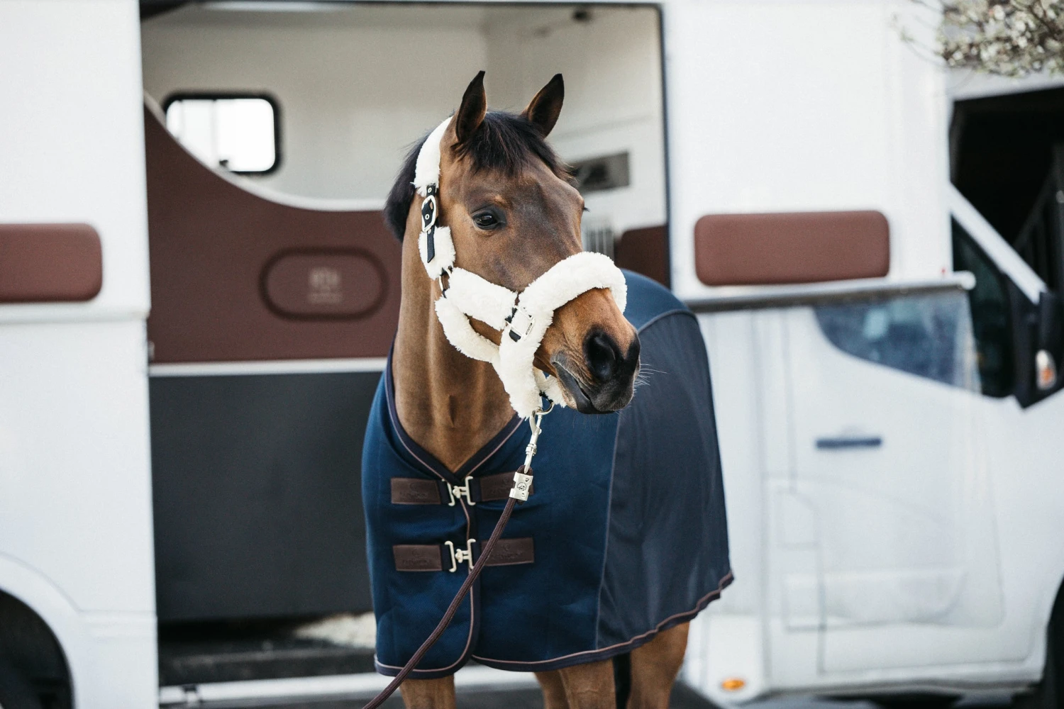 Kentucky Sheepskin Shipping Halter Natural - Image 3